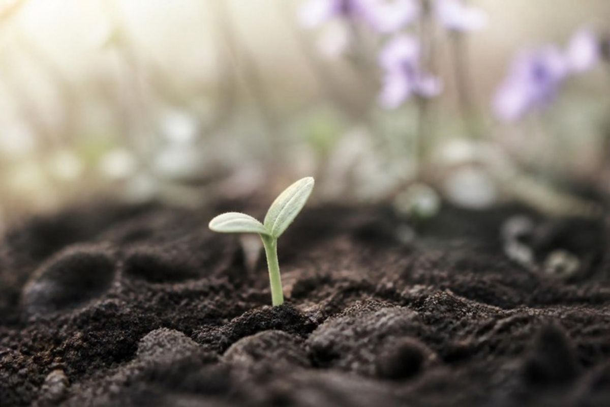 A tiny seedling breaking through soil